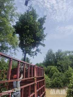 高度300厘米茶花