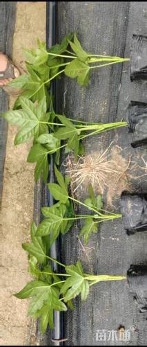 高度30厘米八角金盘