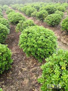 冠幅120厘米海桐球