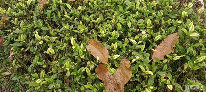 高度50厘米白茶