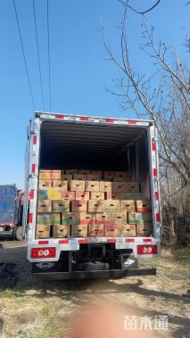 高度40厘米柳叶星河