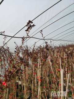 180厘米藤本月季