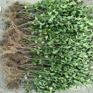 高度35厘米大叶黄杨