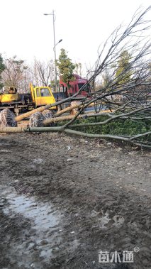 15公分黄山栾树