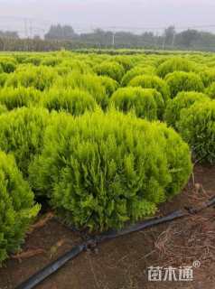 高度80厘米洒金柏