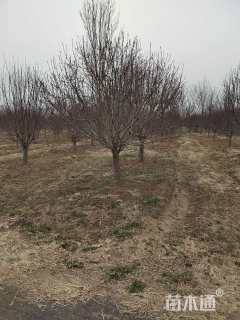 14公分绚丽海棠