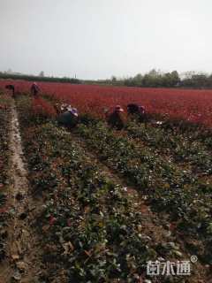 0.3公分红叶石楠