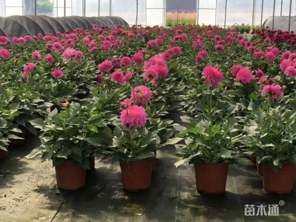 高度30厘米大丽花