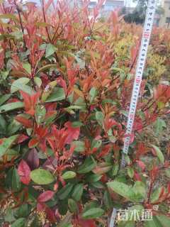 冠幅100厘米红叶石楠球