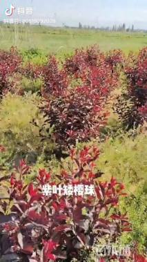 高度100厘米紫叶矮樱球