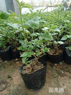 高度30厘米大花月季