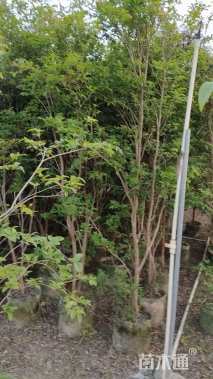 高度150厘米嘉宝果