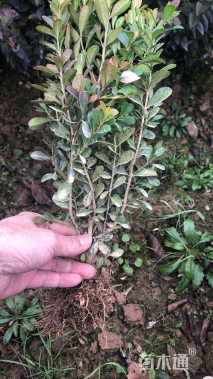 高度40厘米瓜子黄杨小苗