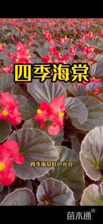 高度15厘米四季海棠