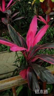 高度180厘米朱蕉
