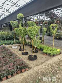 冠幅60厘米亮晶女贞球