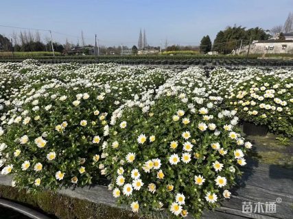 高度15厘米白晶菊