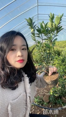 高度40厘米冬青小苗