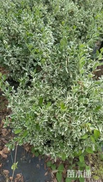 高度50厘米卫矛