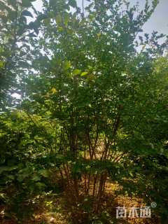 高度350厘米丛生紫薇