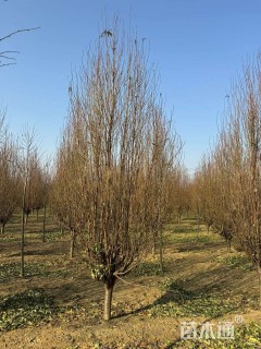 10公分龙柱碧桃