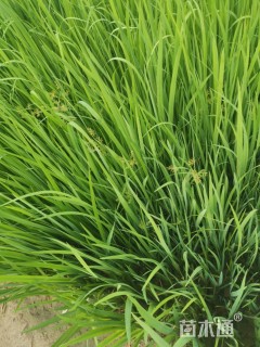 高度60厘米黄菖蒲