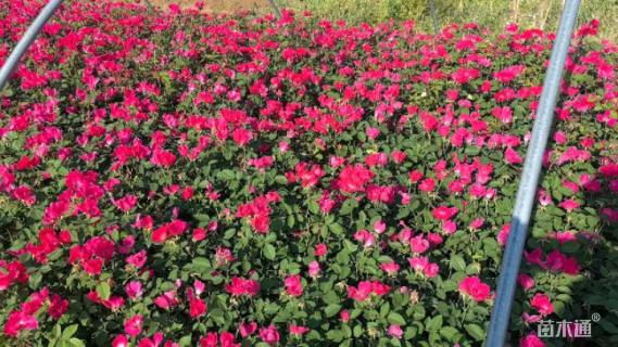 高度30厘米丰花月季