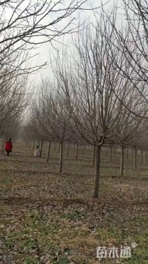 13公分绚丽海棠