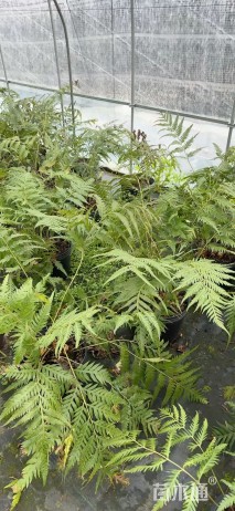 高度50厘米胎生狗脊蕨