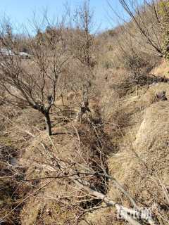 高度600厘米羽毛枫