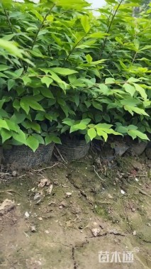 高度35厘米火焰卫矛小苗