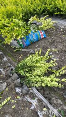 高度35厘米金森女贞