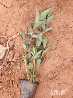 高度25厘米金丝桃