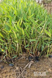 高度30厘米蒲苇