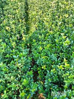 高度40厘米大叶黄杨