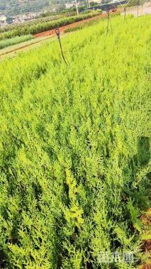 高度30厘米日本扁柏