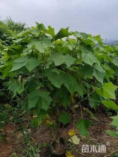 高度70厘米木芙蓉