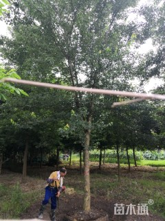 15公分三角枫