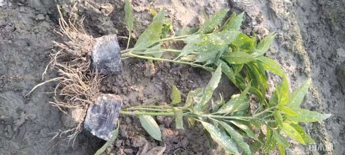 高度40厘米桃叶珊瑚