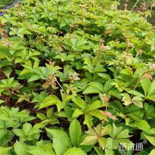 40厘米五叶地锦