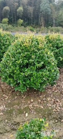 冠幅100厘米金森女贞球