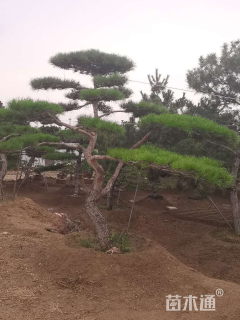 22公分造型赤松