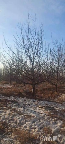 15公分落叶乔木-->八棱海棠