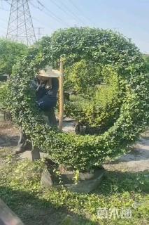 1公分造型小叶女贞