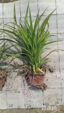 高度25厘米红宝石萱草