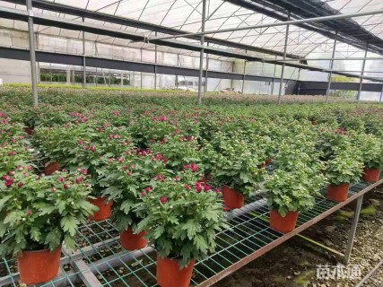 高度25厘米大丽花