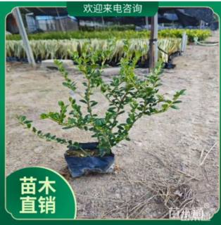 高度20厘米龟甲冬青