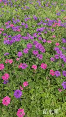 高度25厘米美女樱