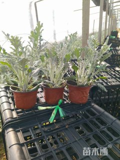 高度18厘米银叶菊