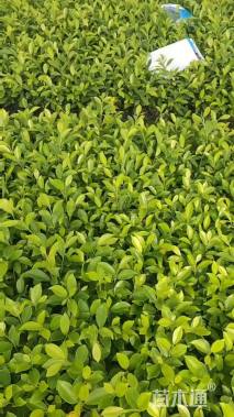 高度25厘米黄金榕